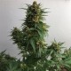 Sweet Cheese feminised Ganja Seeds - 2 насінини