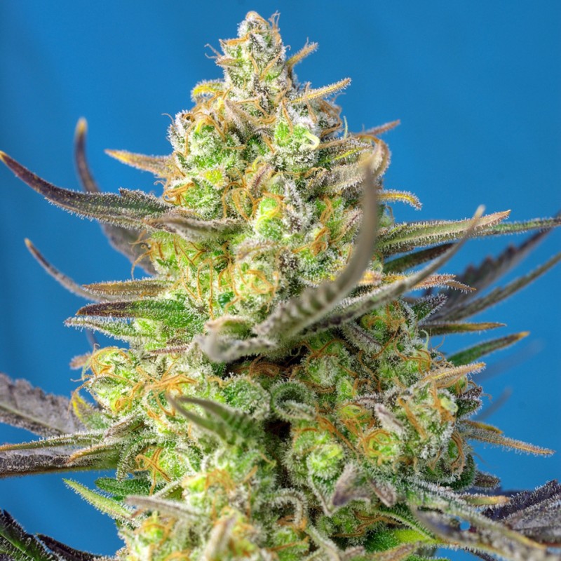 Sweet Cheese feminised Ganja Seeds - 2 насінини