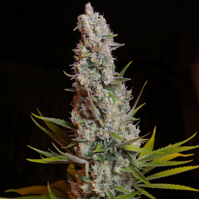 Sweet Cheese feminised Ganja Seeds - 2 насінини