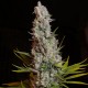Sweet Cheese feminised Ganja Seeds - 2 насінини