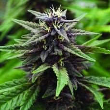Auto Purple Kush feminised Ganja Seeds
