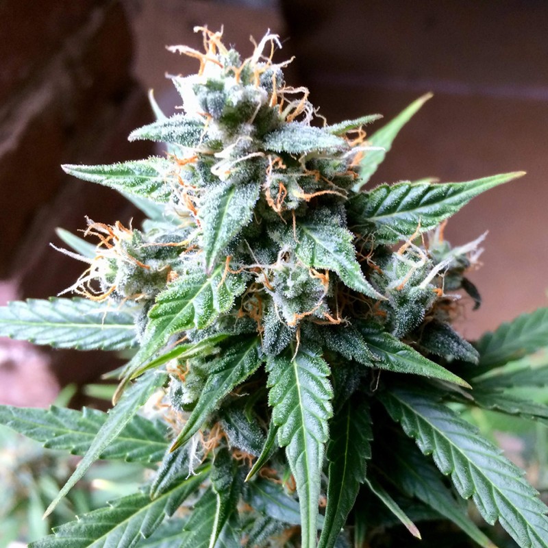 Bubba Kush feminised Ganja Seeds