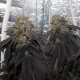 Bubba Kush feminised Ganja Seeds