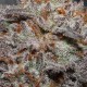 Bubba Kush feminised Ganja Seeds