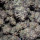 Bubba Kush feminised Ganja Seeds