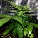 Auto Lowryder #2 feminised GanjaLiveSeeds
