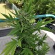 Auto Lowryder #2 feminised GanjaLiveSeeds