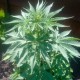 Auto Lowryder #2 feminised GanjaLiveSeeds