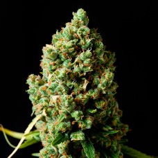 Critical Kush feminised GanjaLiveSeeds