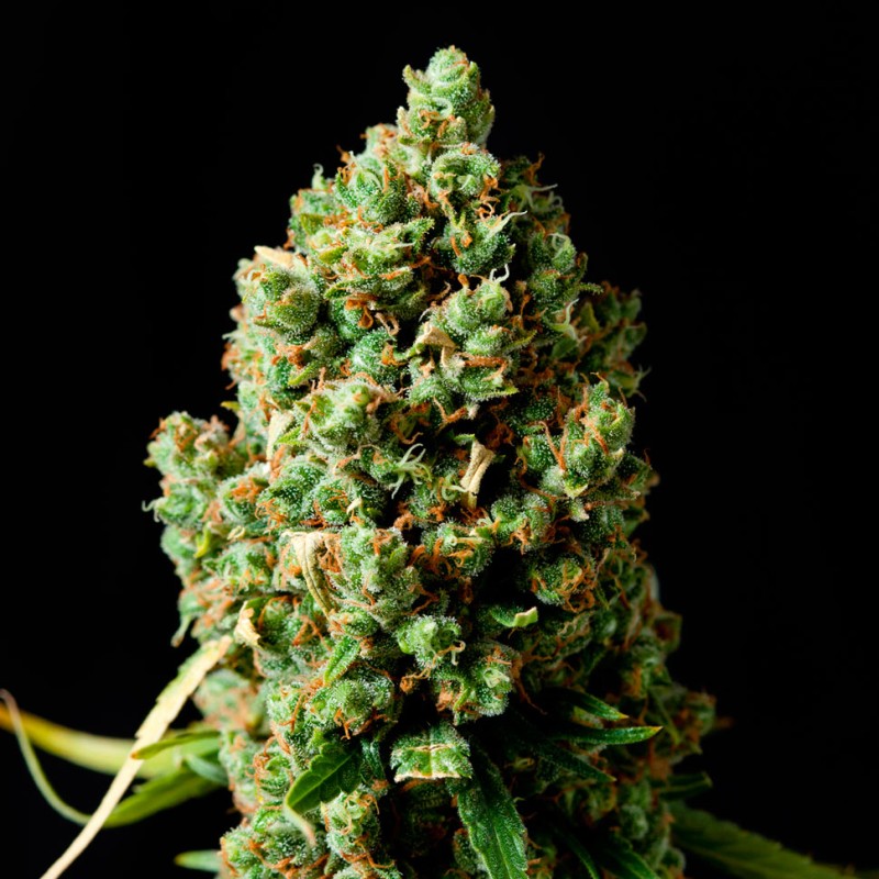 Critical Kush feminised GanjaLiveSeeds
