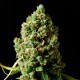 Critical Kush feminised GanjaLiveSeeds