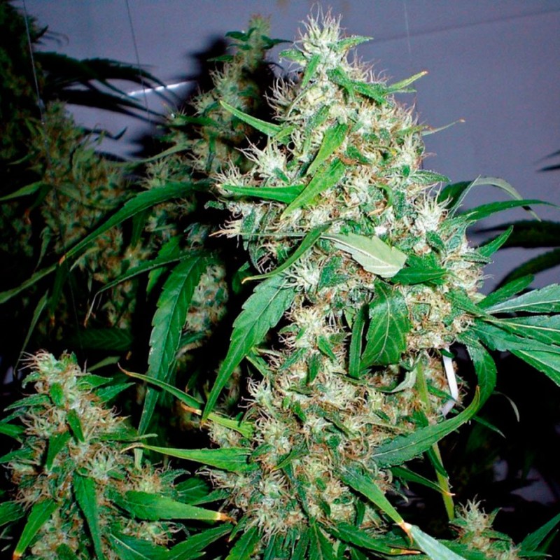 Critical Kush feminised GanjaLiveSeeds