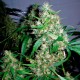 Critical Kush feminised GanjaLiveSeeds