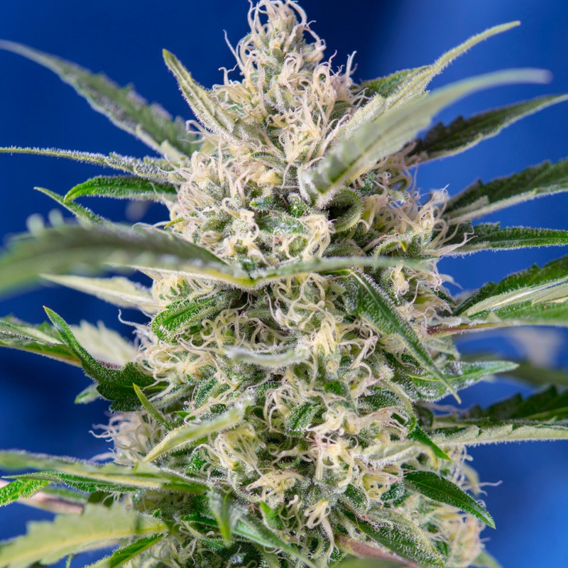 Auto Crystal Candy feminised Ganja Seeds - 2 насінини