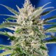 Auto Crystal Candy feminised Ganja Seeds - 2 насінини