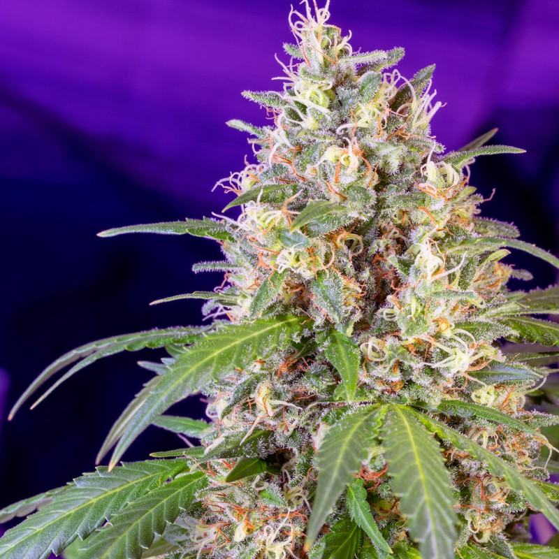 Auto Crystal Candy feminised Ganja Seeds - 2 насінини