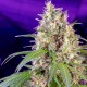 Auto Crystal Candy feminised Ganja Seeds - 2 насінини