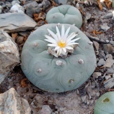 Lophophora diffusa var. lutea