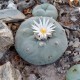 Lophophora diffusa var. lutea