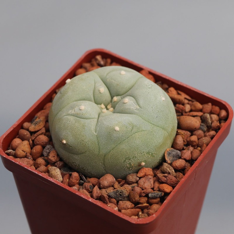 Lophophora diffusa var. lutea