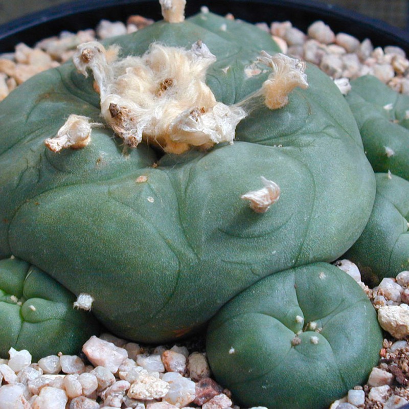 Lophophora diffusa var. lutea