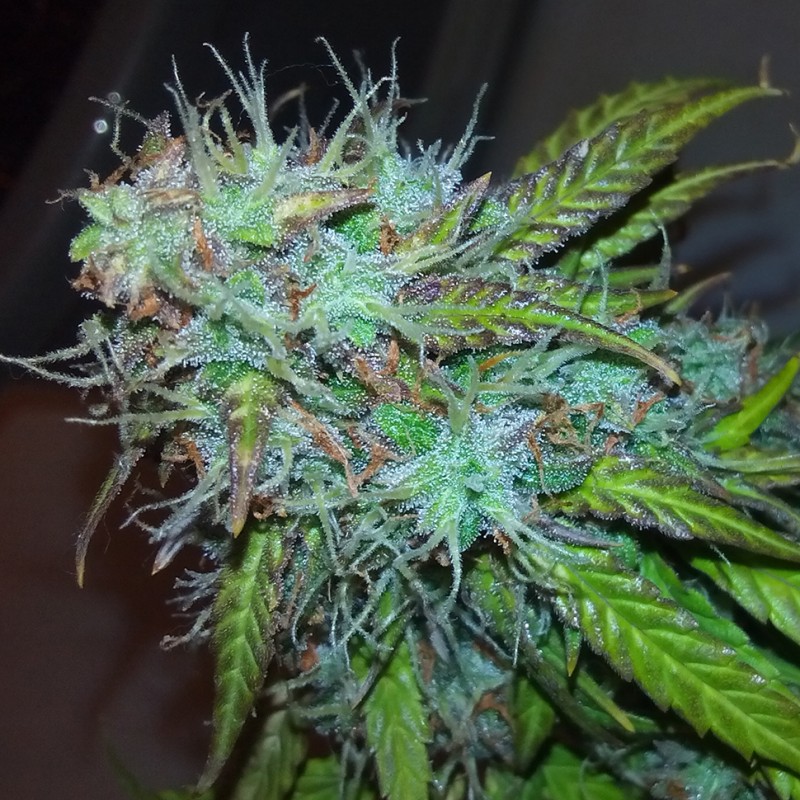 Auto Jet 47 feminised GanjaLiveSeeds