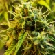 Auto Jet 47 feminised GanjaLiveSeeds