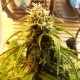 Auto Jet 47 feminised GanjaLiveSeeds