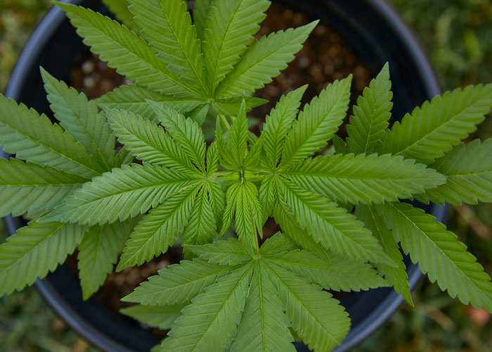 Cannabis indica