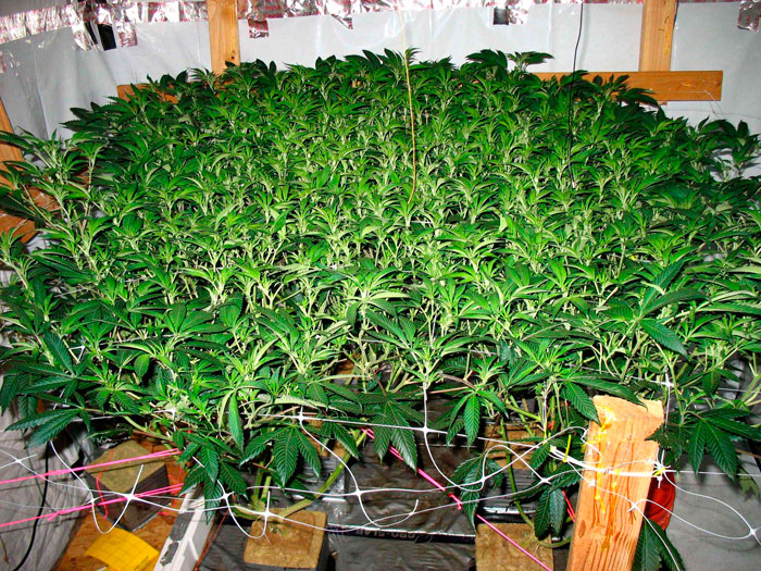 Простые тренировки каннабиса: как делать ScrOG без сетки