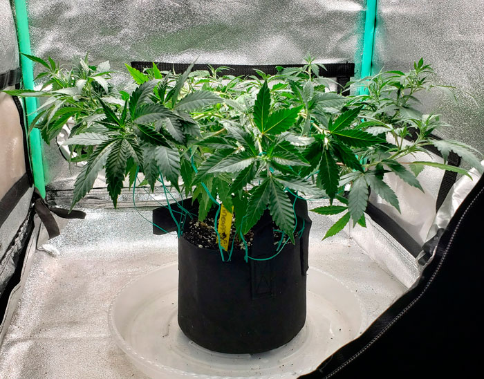 Простые тренировки каннабиса: как делать ScrOG без сетки