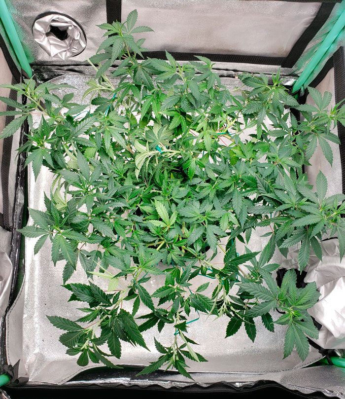 Простые тренировки каннабиса: как делать ScrOG без сетки