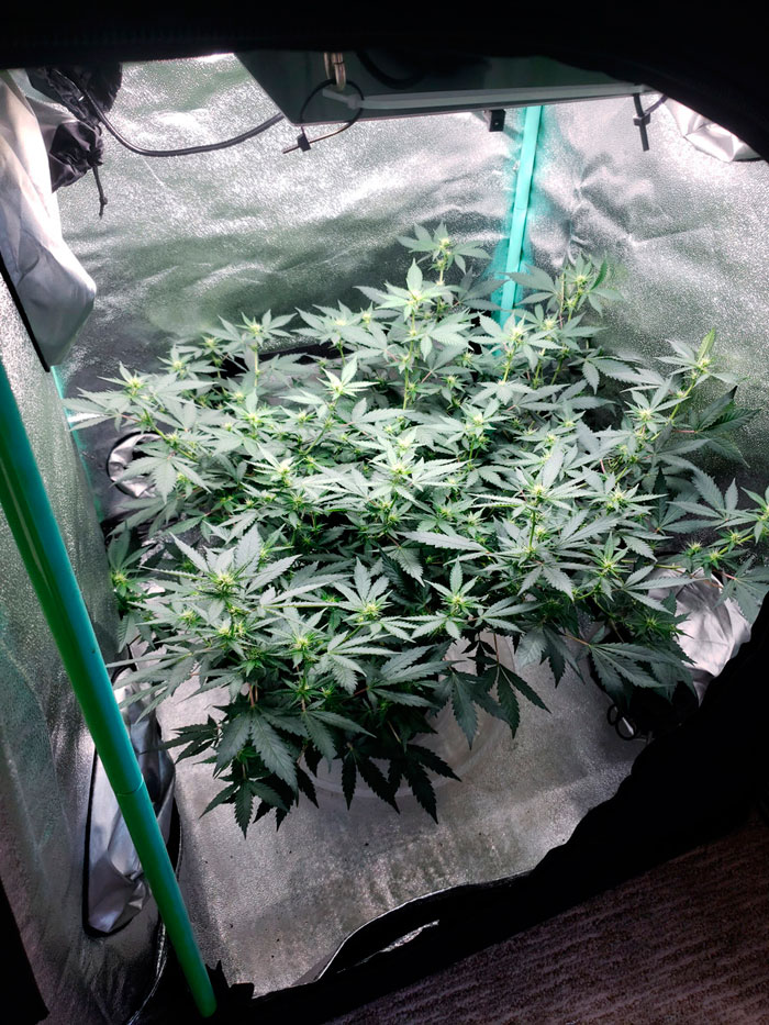 Простые тренировки каннабиса: как делать ScrOG без сетки