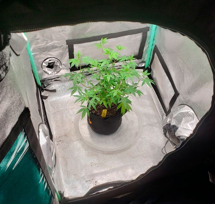Простые тренировки каннабиса: как делать ScrOG без сетки