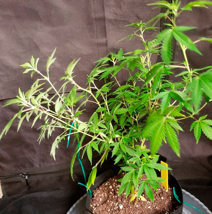 Простые тренировки каннабиса: как делать ScrOG без сетки