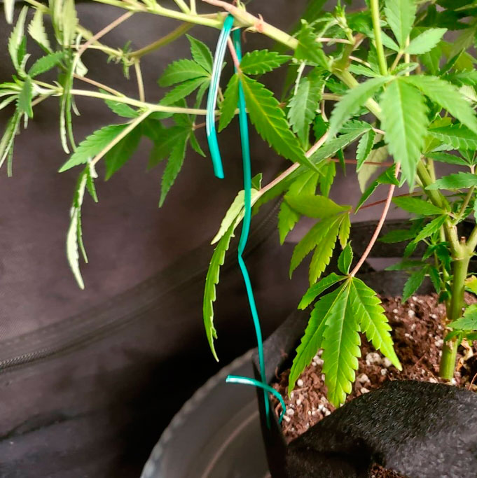 Простые тренировки каннабиса: как делать ScrOG без сетки