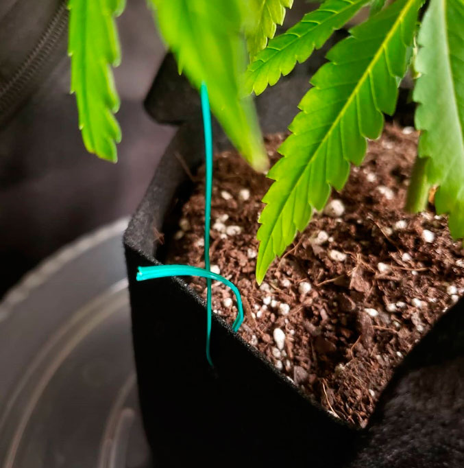 Простые тренировки каннабиса: как делать ScrOG без сетки
