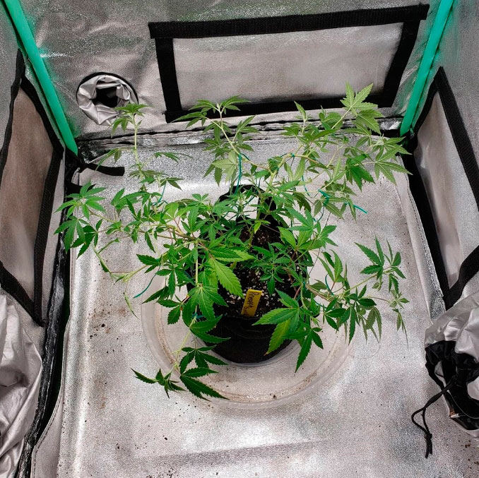 Простые тренировки каннабиса: как делать ScrOG без сетки