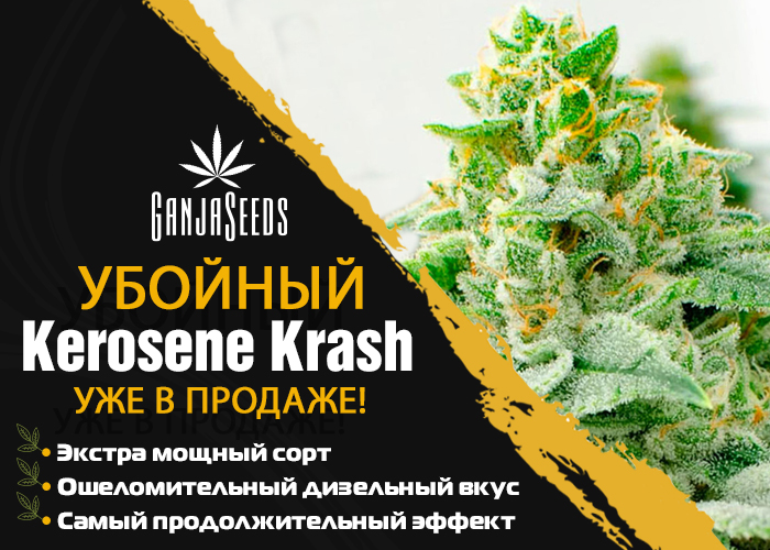 Раздаем семена Kerosene Krash feminised под репорт!