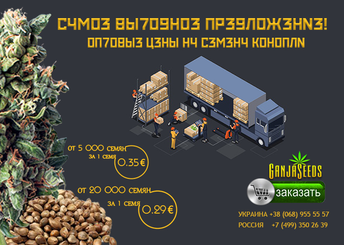 Оптовые цены на семена конопли GanjaSeeds