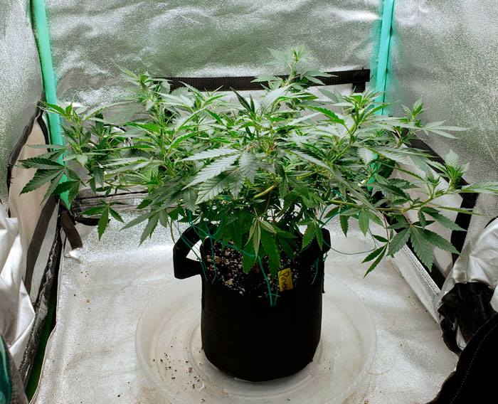 Простые тренировки каннабиса: как делать ScrOG без сетки