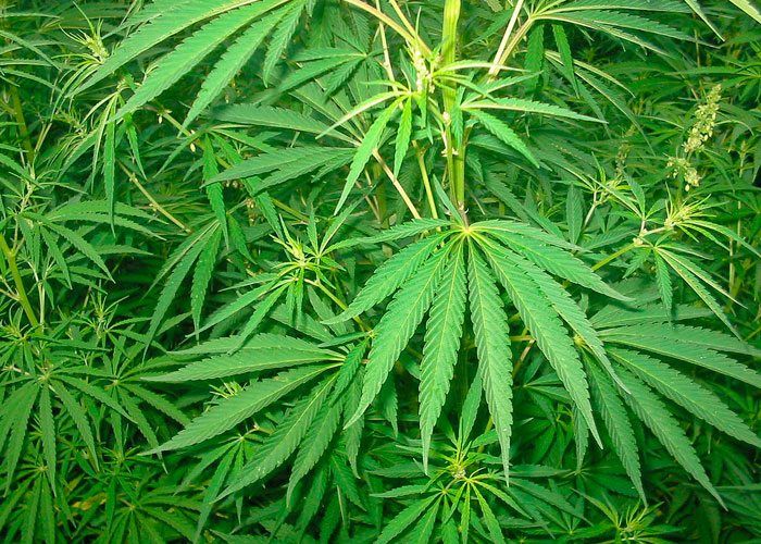 Cannabis sativa