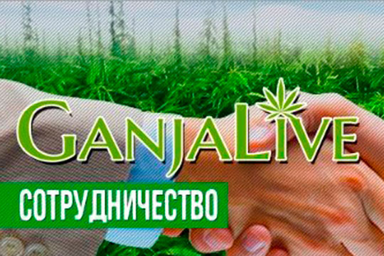 Сотрудничество с GanjaLiveSeeds