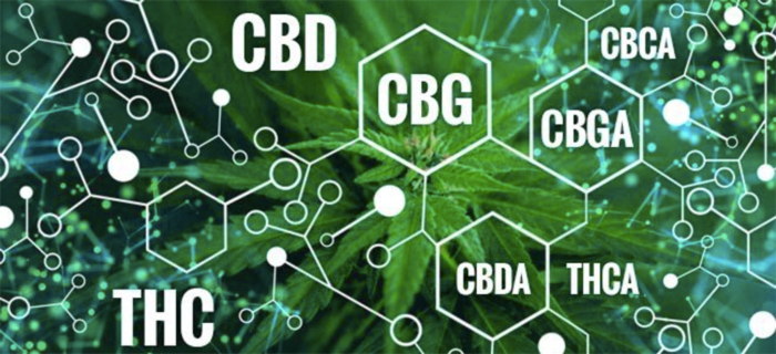 Так что же лучше: THC, CBN или CBD?