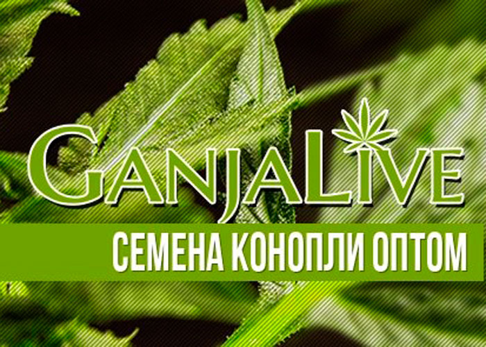Семена конопли оптом - GanjaSeedsGroup
