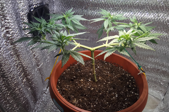 LST