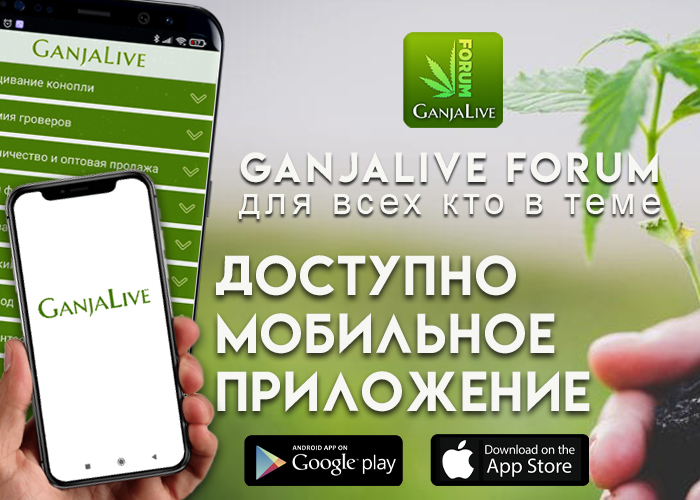 Портал GanjaLive запускает мобильное приложение форума