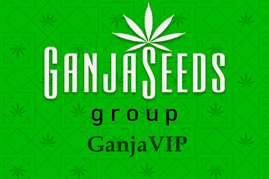 Оптовые цены на семена конопли GanjaVIP