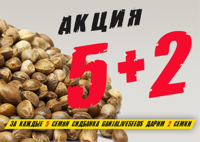 GanjaLiveSeeds: Как получить у нас бонусные семена конопли?