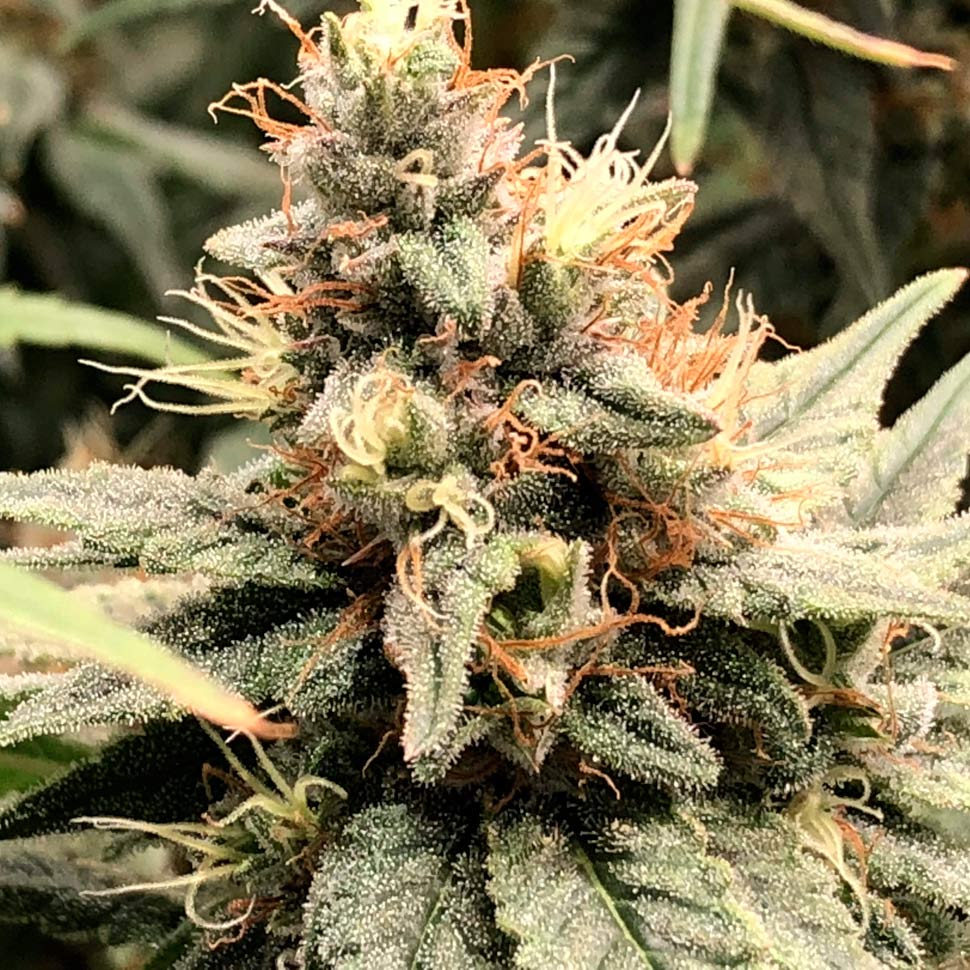 Auto Mandarine feminised